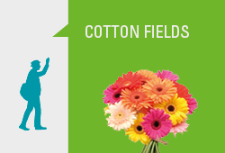 Web Cotton Fields